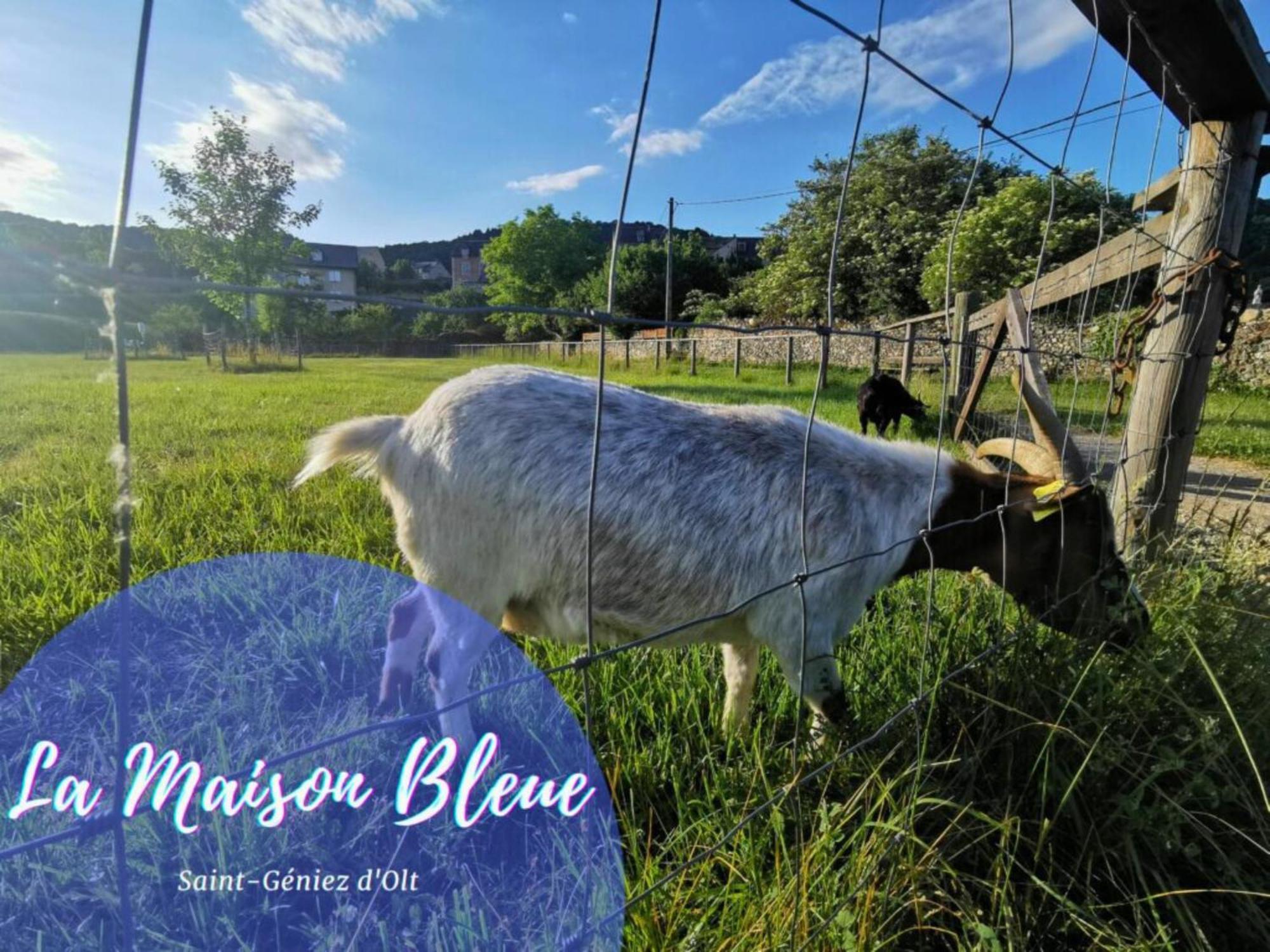 La Maison Bleue, Village Vacances, Piscine, Parking Saint-Geniez-dʼOlt Zewnętrze zdjęcie
